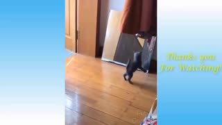 Dancing Cat Acting Dog