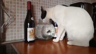 Cat Drinks Water from Goldfish's Home