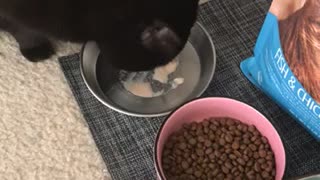 Luna loving her treat!