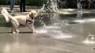 Happy dog plays in shooting water fountain