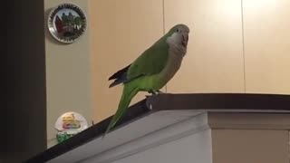 Sneezing parrot
