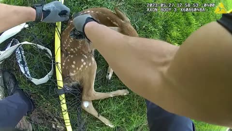 Body cam shows Westlake police save trapped baby deer
