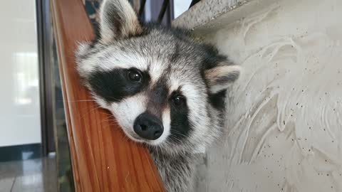 Raccoon is lying on the stairs, looking out the window, thinking deeply.