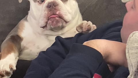 Braxton the Bulldog is very Expressive