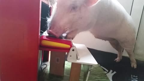 Moritz the piano-playing pig