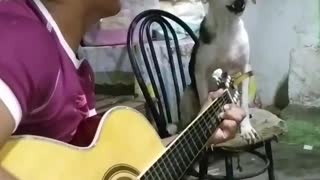 Dogs Sings Along with Guitar