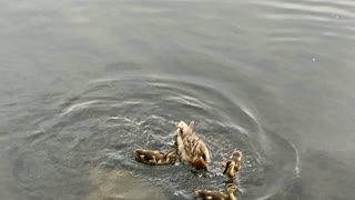 Mother and ducklings 2