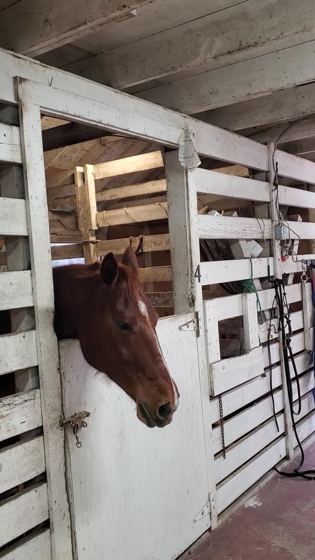 Therapy Horse on Stall Rest is Bored Silly