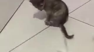Someone playing with cat funny