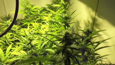 AardVarks Marijuana Grow Show Week 4 Flower Updates