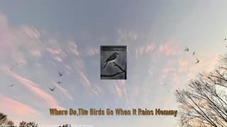 Where do the birds go when it rains mommy?