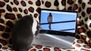 Funny Cat watching Laptop