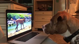 Intrigued pup can't stop watching dogs on laptop