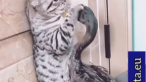 If these Cats don't eat this duck they will wake up dead one day