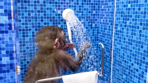 Monkey Baby Bon Bon oes to the toilet and plays with Ducklings in the  swimming pool 