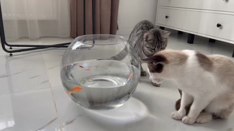 Funny Cats Reaction to Fish