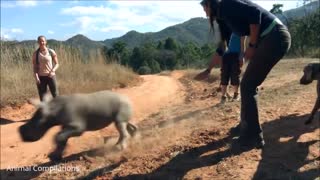 Baby Rhino Charging - FUNNIEST Compilation