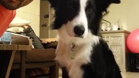 Border Collie Trained To Look At Camera Right On Cue