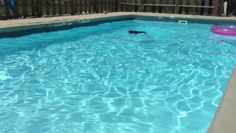 Energetic dog really loves to swim