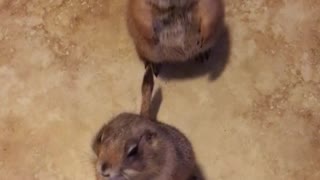 Adorable Prairie Dogs Begging For Treats