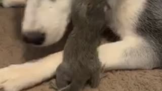 A husky and squirrel have become the best of friends