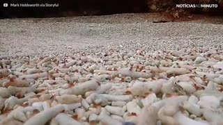 Milhões de caranguejos filhotes migram da água para a floresta