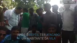Crocodilo castigado por moradores locais após atacar homem