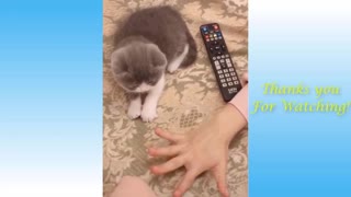 Funny Funny animals video