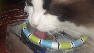 Cat drinking water in Slow Motion.