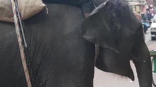 Generous Woman Hand Feeds Hungry Elephant