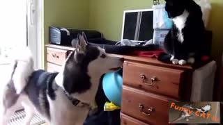 Cats x dogs meet for the first time