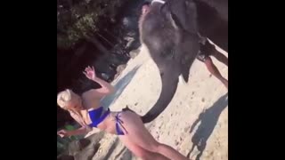 Funny Video | Elephant Slaps Girls