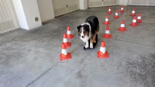 Rush the Dog Skating Through Cones and Switching Boards
