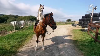 Dog goes for a horseback ride on top of his best friend