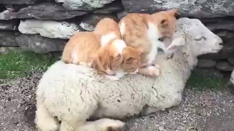 Funny Cat Videos 2021 - funny cats counting sheep