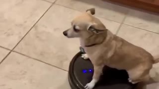 Totally chill dog rides Roomba around the house