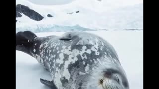 Have you ever heard a seal sleeping?