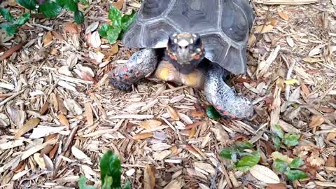 Our Redfoot Tortoise On Afternoon Walk In Florida