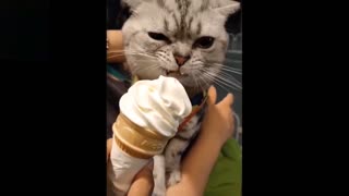 Lovely Animal and Cute Pets Compilation