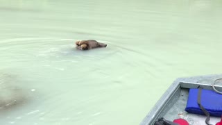 Bear Swims Out to Investigate Fishing Boat