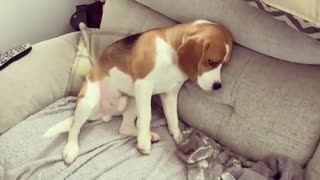 Beagle puppy does not like being told it’s bedtime!