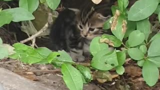 😻😻😻😻😻😻Omg Cute fluffy kitten hiding in the bushes😻😻😻😻