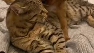 Cat and puppy preciously cuddle with each other