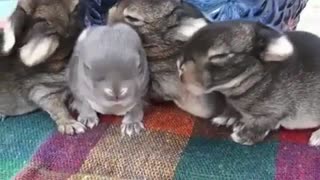 4 Little Rabbits playing Together