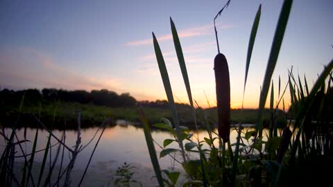 Peaceful Cattail Swamp - 1 Hour Scenic Nature Video