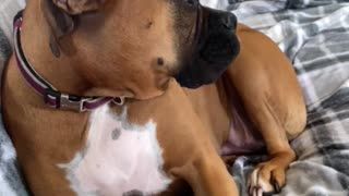 Boxer Dog Doesn't Know Who Destroyed Bed