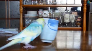 extremely funny parrots