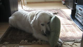 Golden Retriver with his beloved pillow