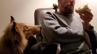 Puppy Pokes Man for His Peanut Butter Sandwich