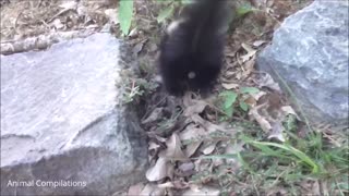 Baby skunks trying to spray funny cute